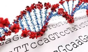 DNA甲基化